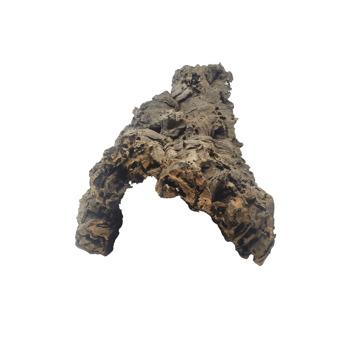 Cork Bark Half Rounds One Bioactive Terrarium & Aquarium Supply Experts