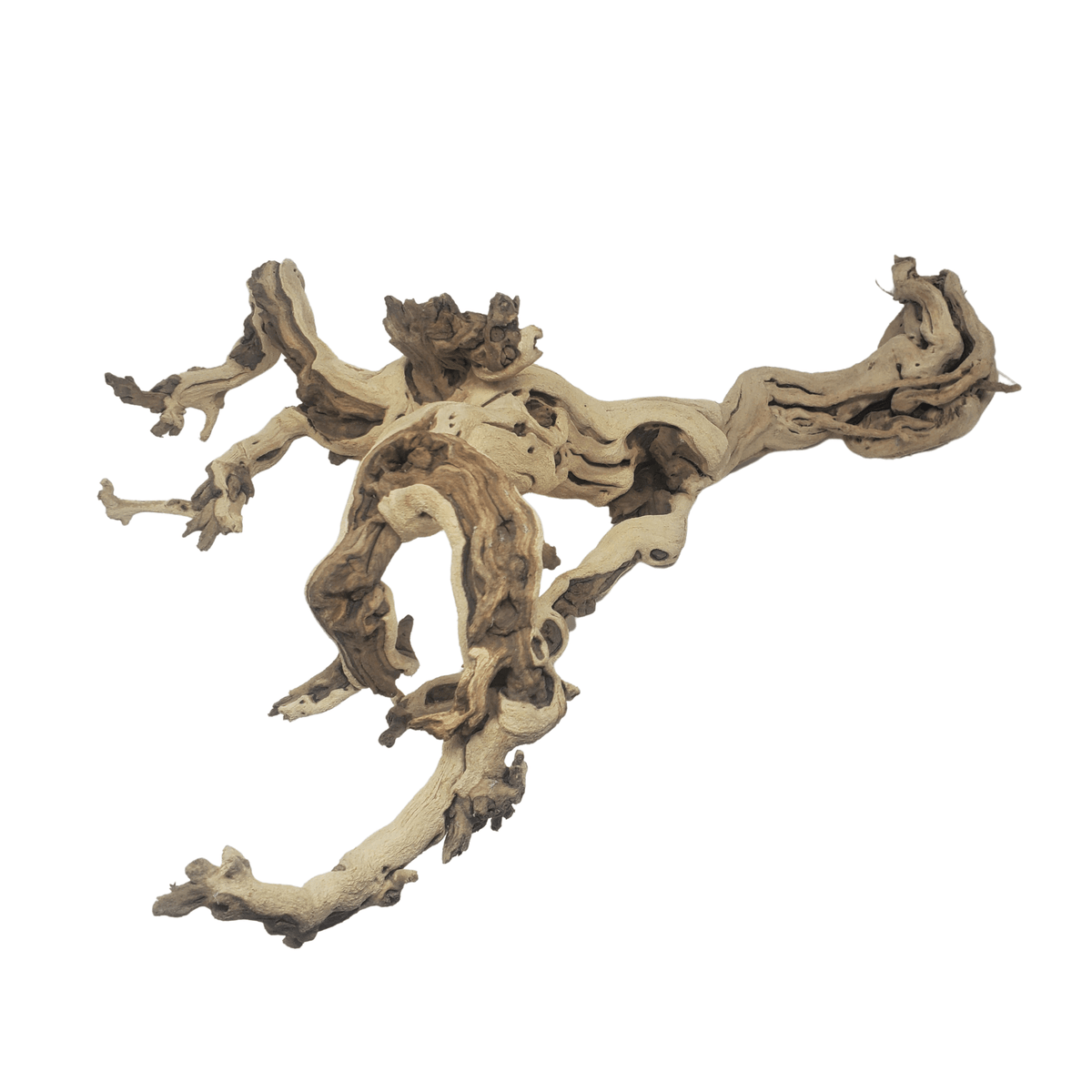 Sandblasted Grapewood One Bioactive Terrarium & Aquarium Supply Experts