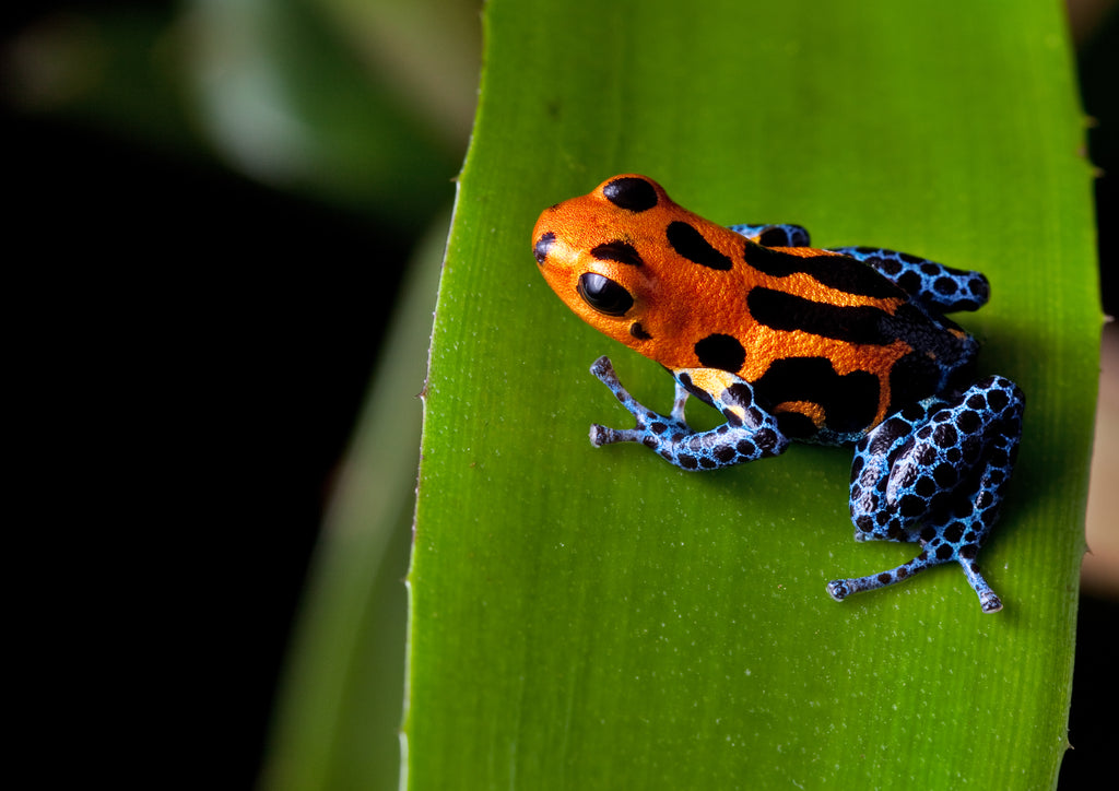 "Exploring the Marvels: The Benefits of a Completely Bioactive Terrarium for Dart Frogs"