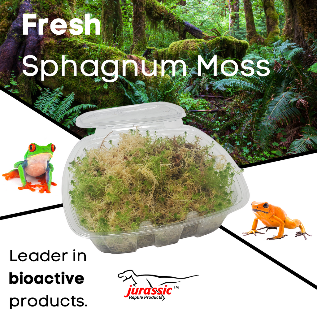 A Verdant Symphony: Harnessing the Power of Moss in Your Terrarium