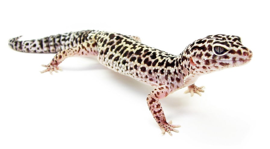 Top 10 Reptiles For Hobbyists 2024