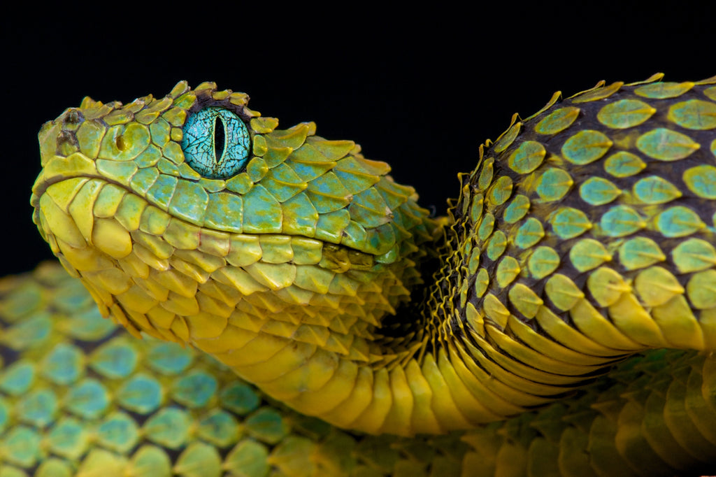 The World of Exquisite and Expensive Reptiles and Amphibians