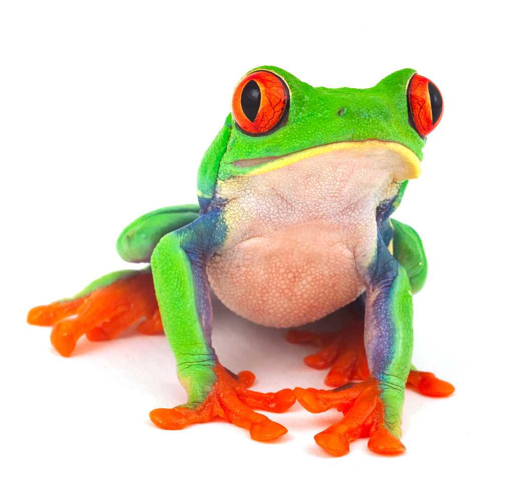 Top 10 Easiest Frogs To Take Care Of In 2024