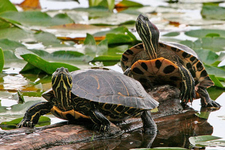 Top 10 Turtles For Hobbyists 2024