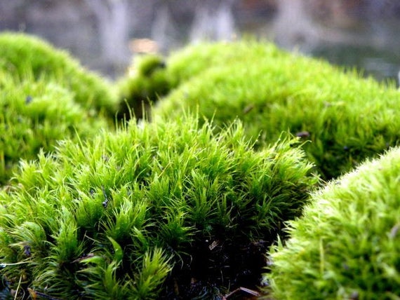 Fresh Mosses