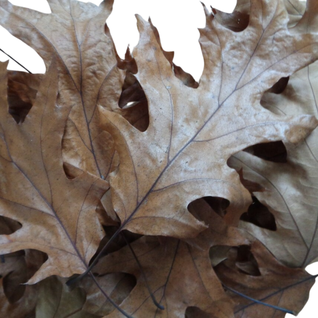 Eastern Oak Leaves | One Bioactive Terrarium & Aquarium Supply Experts