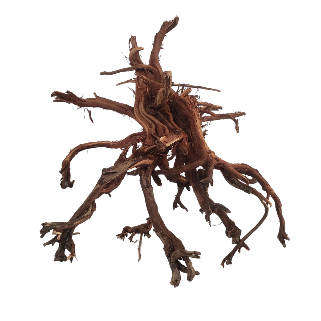 Amtra Wood Red Spider King - Tamaño S 25-45 cm, decoración de Madera Natural para acuarios, Adorno de Tronco Natural, Accesorio Decorativo para terrario Amtra Wood Red Spider King - Tamaño S 25-45 cm, decoración de Madera Natural para acuarios, Adorno de Tronco Natural, Accesorio Decorativo para terrario