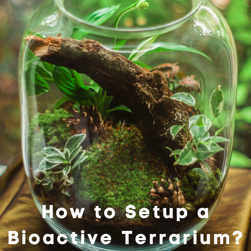 One Bioactive Terrarium Supplies | Professional Plant & Pet Care